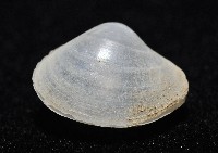 登錄號:006900-00010藏品圖，第4張