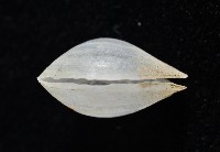 登錄號:006900-00010藏品圖，第5張