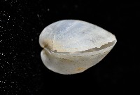 登錄號:006900-00010藏品圖，第6張