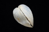 登錄號:006900-00010藏品圖，第7張