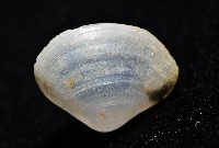 登錄號:006900-00010藏品圖，第8張