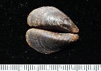 河殼菜蛤藏品圖，第3張