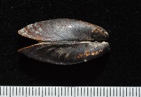 河殼菜蛤藏品圖，第4張