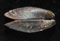 河殼菜蛤藏品圖，第5張