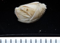 信天翁紐曼花籠藏品圖，第1張