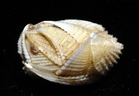 信天翁紐曼花籠藏品圖，第3張