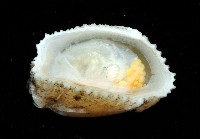 信天翁紐曼花籠藏品圖，第4張