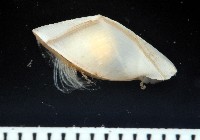 平滑大茗荷藏品圖，第2張