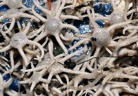 深海粗蛇尾藏品圖，第4張