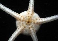 深海粗蛇尾藏品圖，第3張