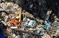 深海粗蛇尾藏品圖，第4張