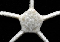 深海粗蛇尾藏品圖，第2張
