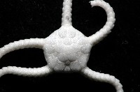 深海粗蛇尾藏品圖，第2張
