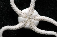 深海粗蛇尾藏品圖，第3張