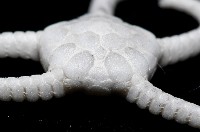 深海粗蛇尾藏品圖，第6張