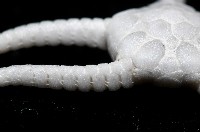 深海粗蛇尾藏品圖，第7張