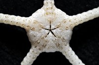 深海粗蛇尾藏品圖，第4張