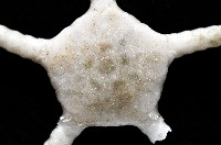 深海粗蛇尾藏品圖，第5張