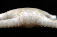 深海粗蛇尾藏品圖，第12張