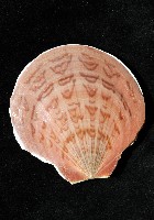 亞洲日月蛤藏品圖，第3張