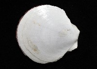 亞洲日月蛤藏品圖，第7張