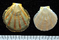 大光芒海扇蛤藏品圖，第1張