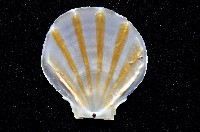 大光芒海扇蛤藏品圖，第3張