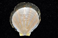 大光芒海扇蛤藏品圖，第4張