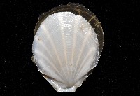 光芒海扇蛤藏品圖，第3張