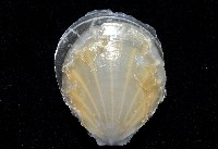 光芒海扇蛤藏品圖，第4張
