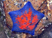 海燕藏品圖，第1張