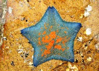 海燕藏品圖，第2張