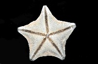海燕藏品圖，第4張