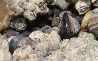 海燕藏品圖，第5張