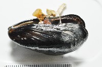 海燕藏品圖，第11張