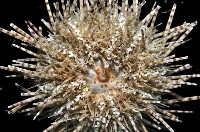 細雕刻肋海膽藏品圖，第4張