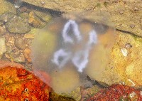 未知種海月水母藏品圖，第4張