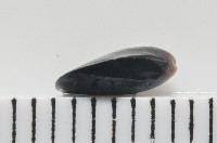 登錄號:006952-00009藏品圖，第2張