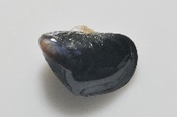 登錄號:006952-00009藏品圖，第3張