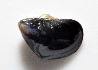 登錄號:006952-00009藏品圖，第4張