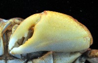 平背蜞藏品圖，第5張