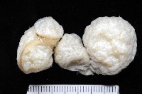 未知種短腹海鞘藏品圖，第1張