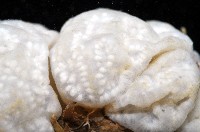 未知種短腹海鞘藏品圖，第2張