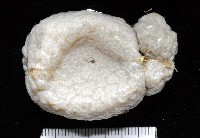 未知種短腹海鞘藏品圖，第3張