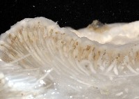 未知種短腹海鞘藏品圖，第4張