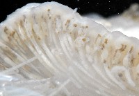 未知種短腹海鞘藏品圖，第5張