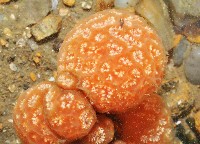未知種短腹海鞘藏品圖，第6張