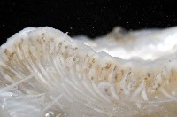 未知種短腹海鞘藏品圖，第7張