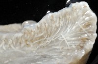 未知種短腹海鞘藏品圖，第8張