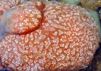 未知種短腹海鞘藏品圖，第10張